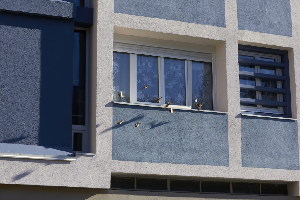 Rénovation énergétique de la copropriété Jean Thiebaut par Naos Atelier d'Architecture. Vue de détail en façade avec oiseaux